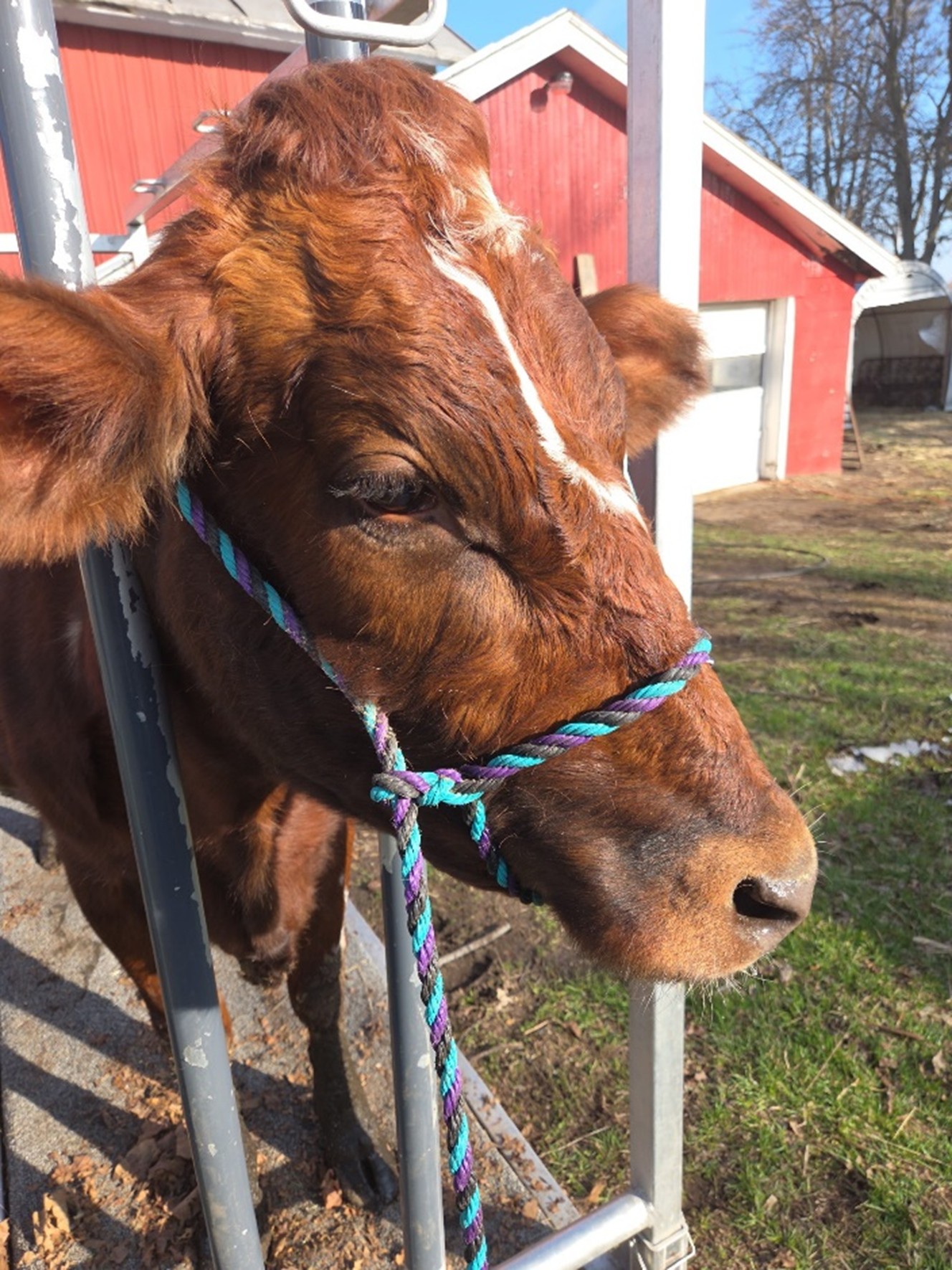 An incorrect halter placement on a dairy cow. The halter is on the wrong side of the animal&rsquo;s head with the lead rope on the right side and also upside down, with the chin piece extending over the crown.